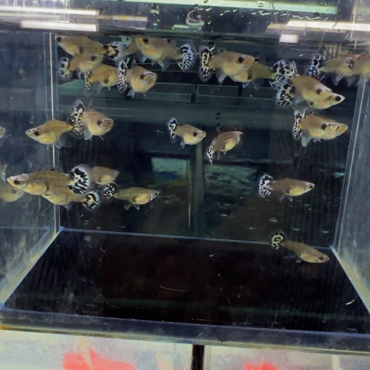 孔雀鱼小蓝头一缸母