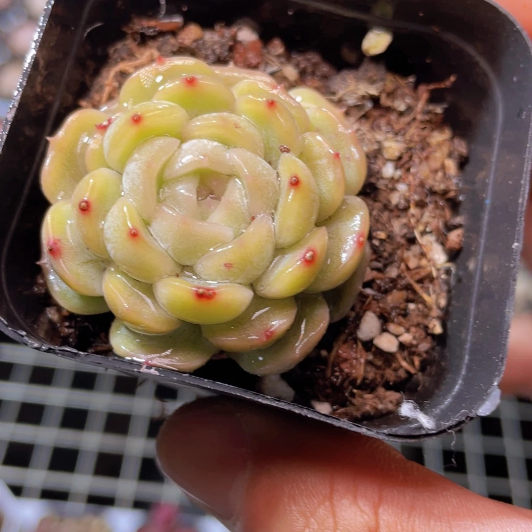 白色恋人多肉9.9包邮发货