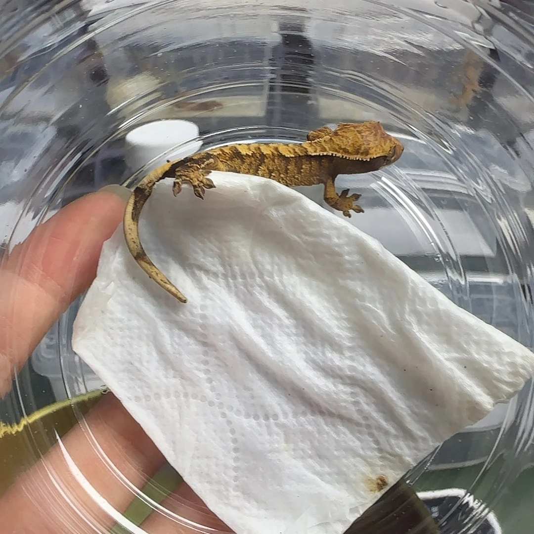 睫角守宫睫角守宫幼
