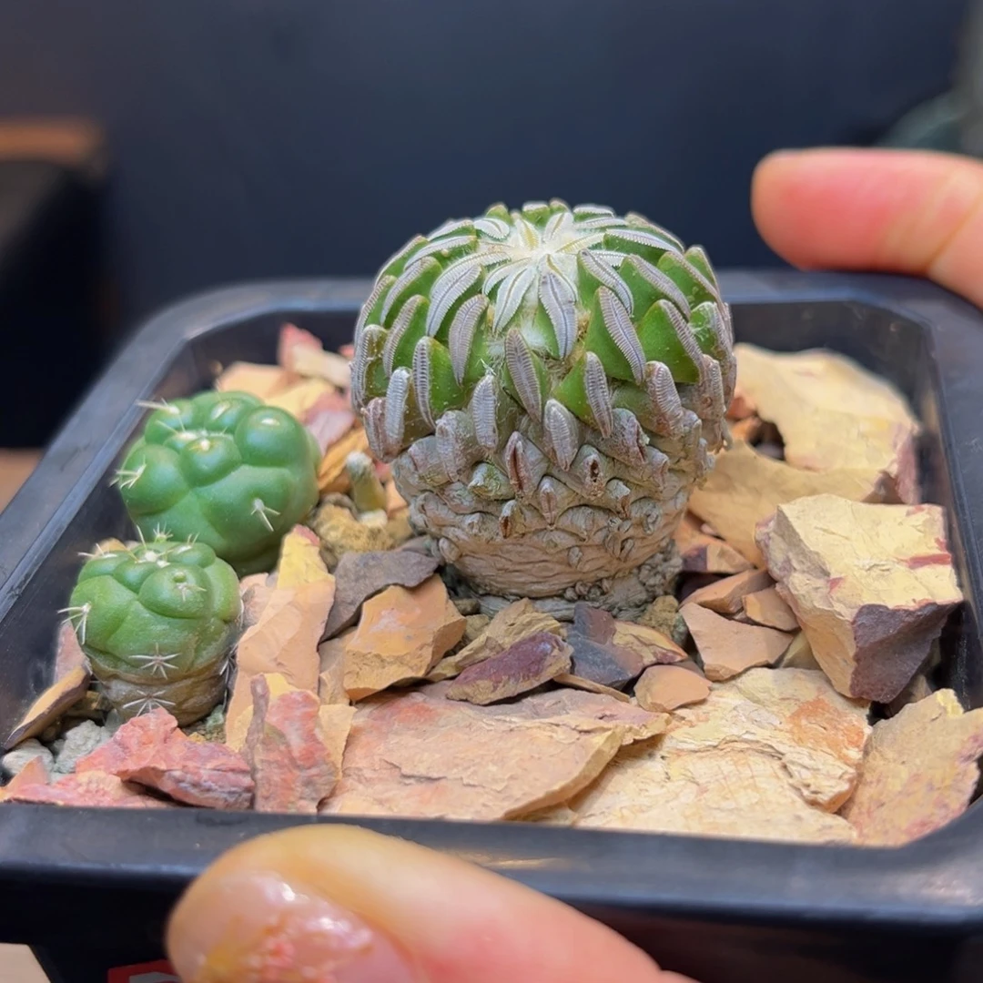 精巧丸Zzzzzzzzzzzzzz