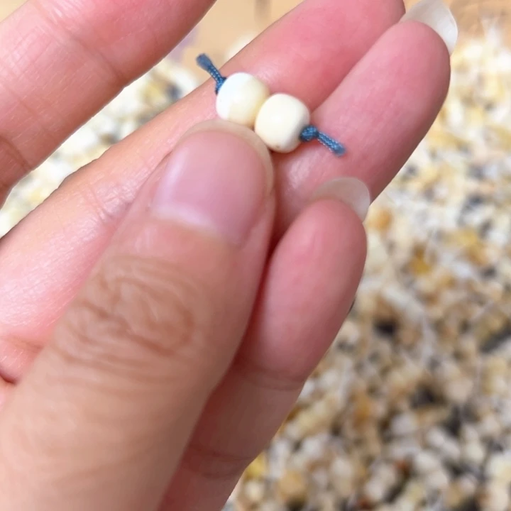 裸石蜜蜡未镶嵌6.5mm一对