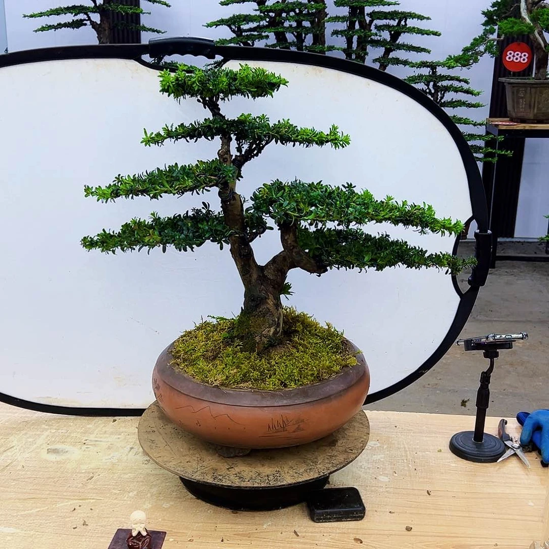 无花朵8888888888888