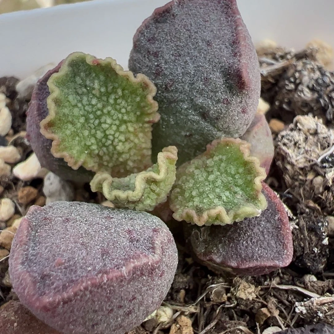 实生新品多肉植物水泡多肉植物