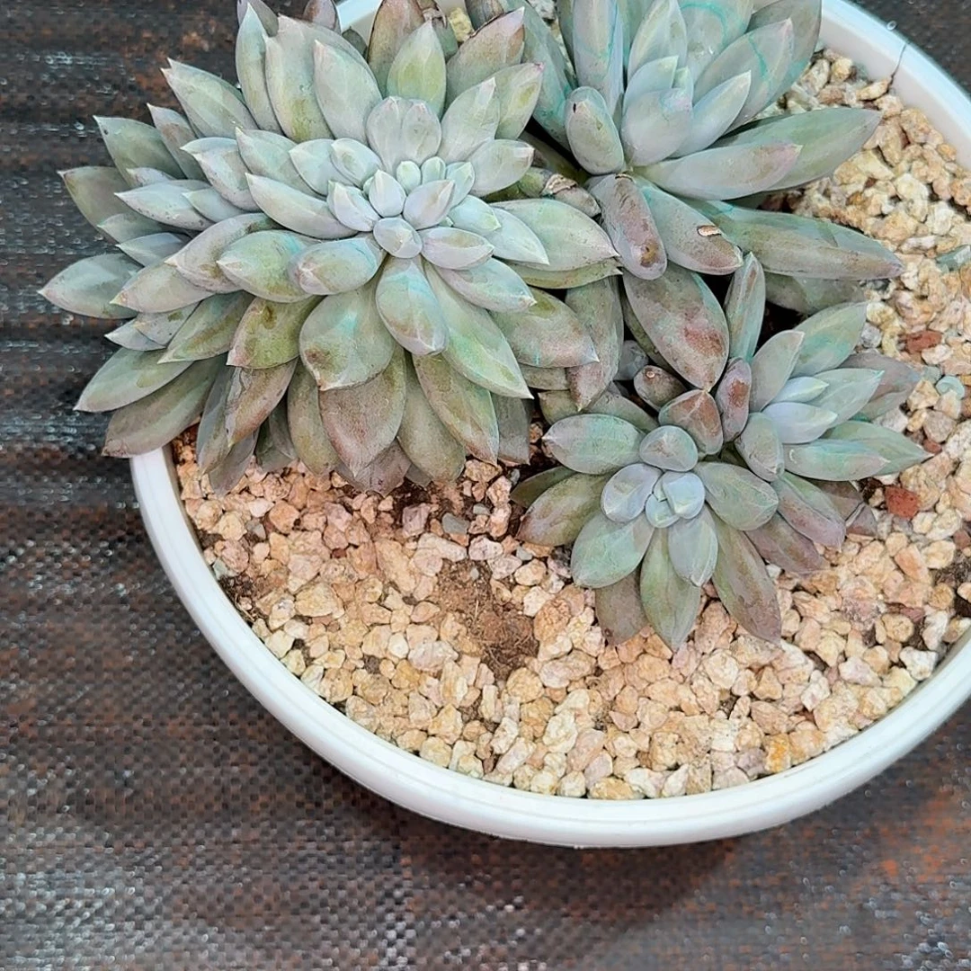 蔬***子多肉植物寄养dgkj
