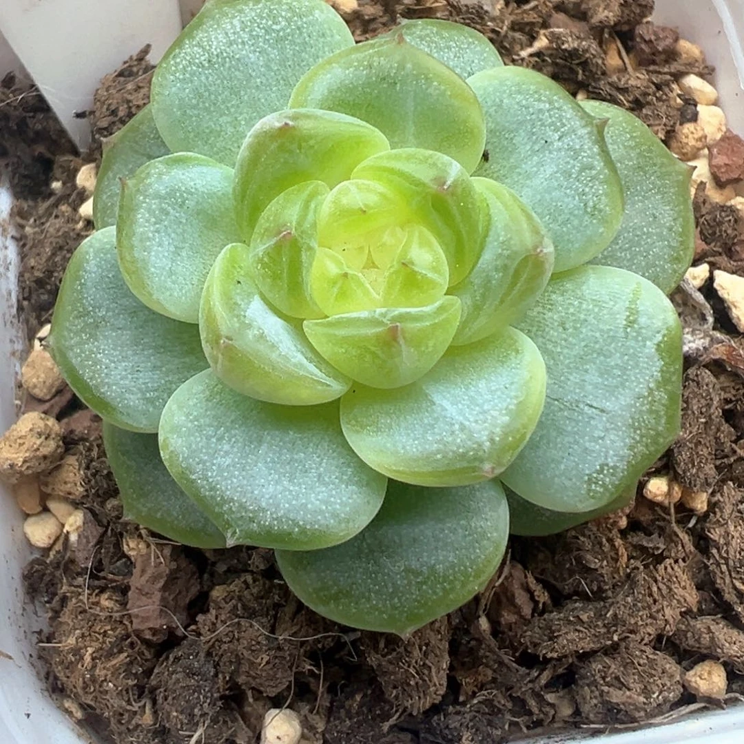 540号糯白心刚种一个月