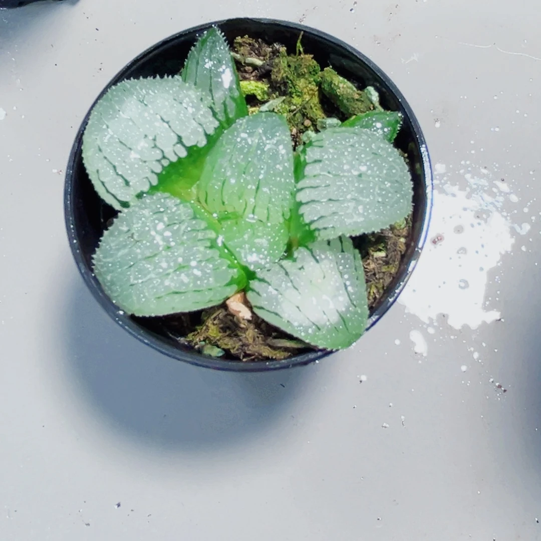 天空之镜多肉植物6666