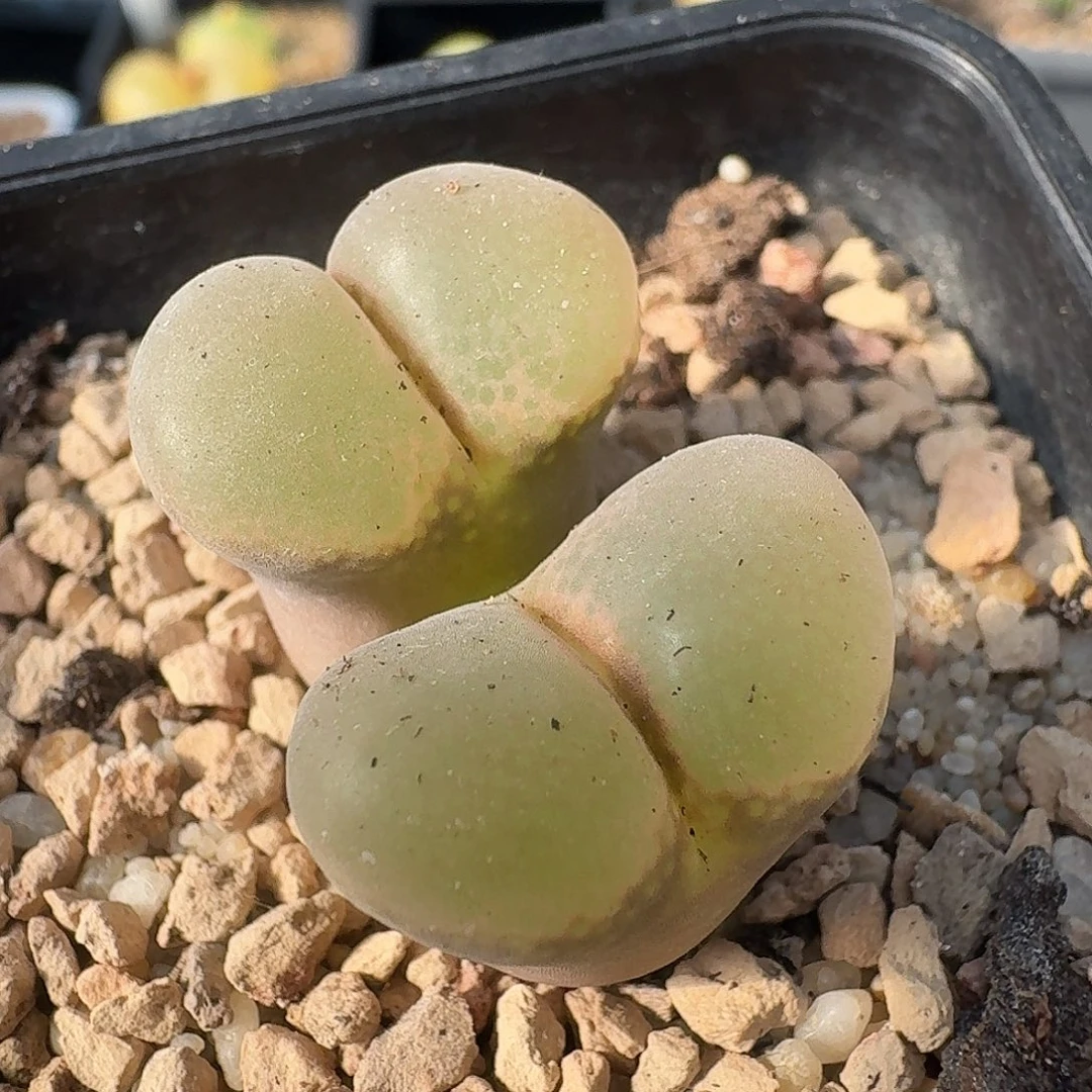 风铃哈哈哈哈哈哈哈哈哈