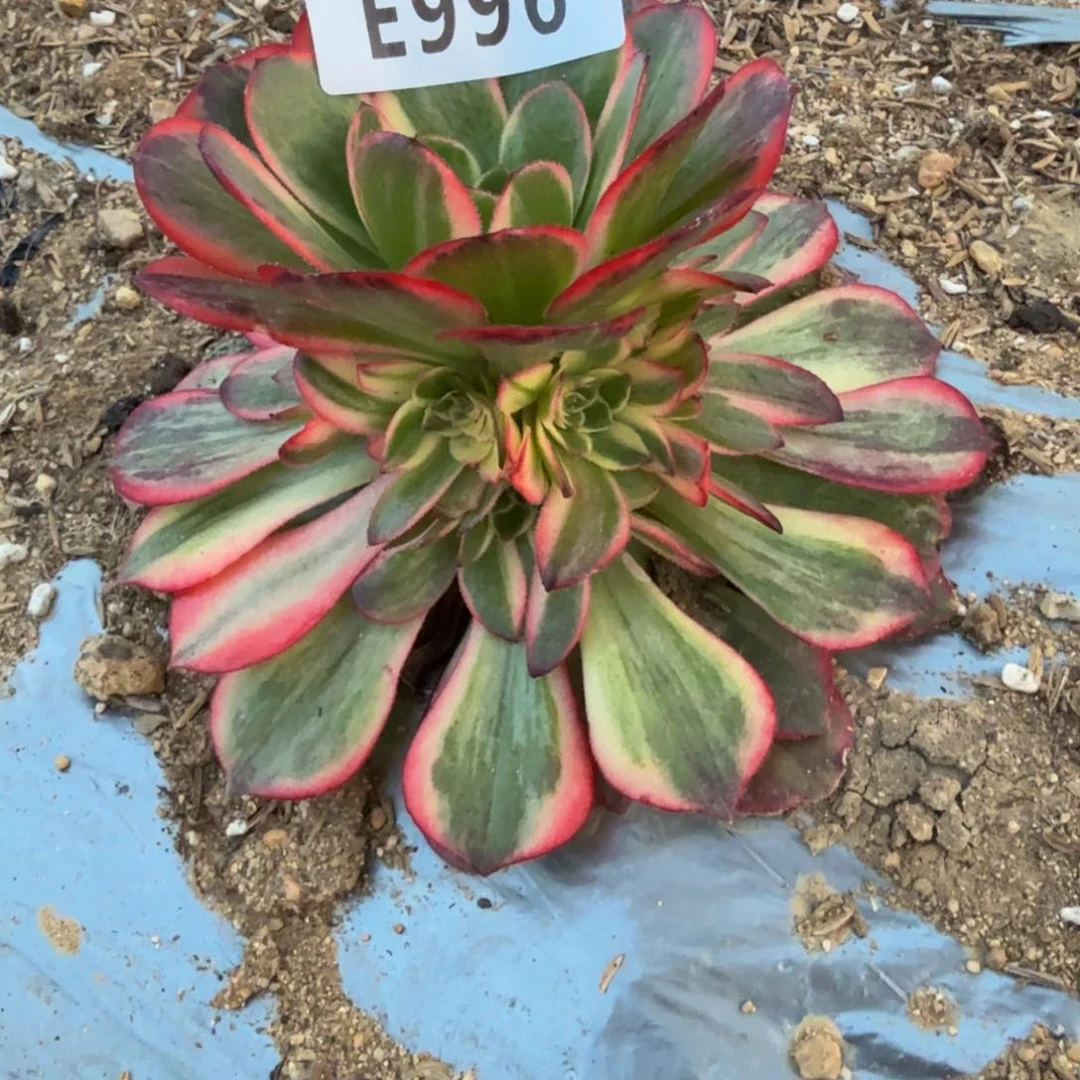 996黑魔锦。多肉植物