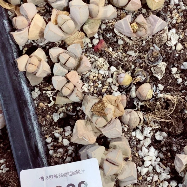 一****猪我是一只小小鸟地域鬼008