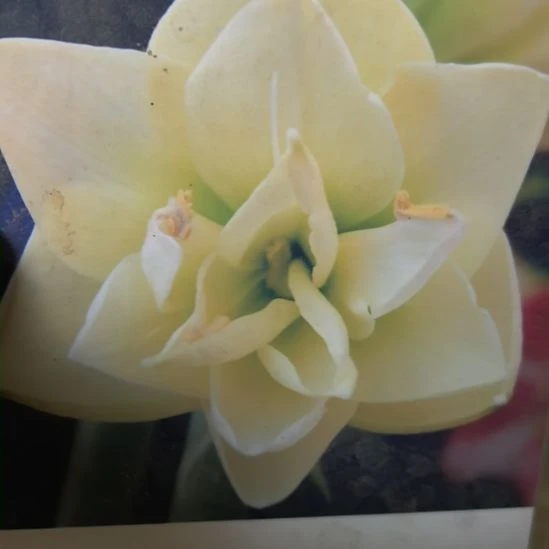 当前无花栽培后可以开花白凤6厘米裸根球