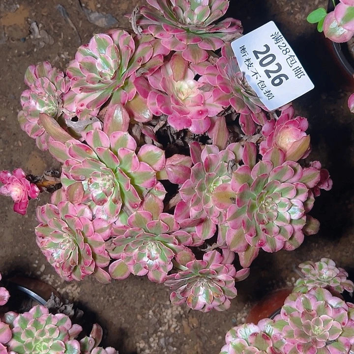 2026红铜白多肉植物