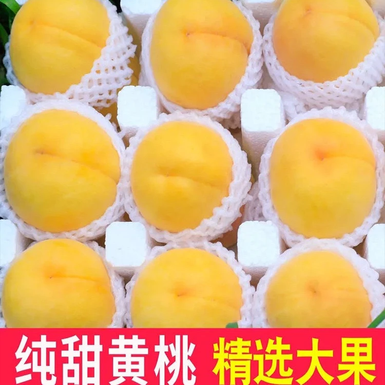 17【蒙阴、黄桃】现摘现发 果园直达