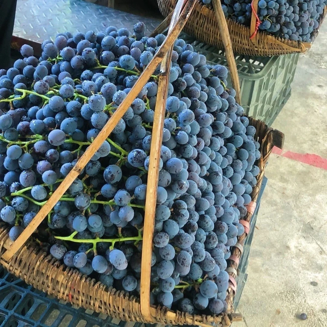 湖南怀化高山刺葡萄新鲜现摘可酿酒时令水果