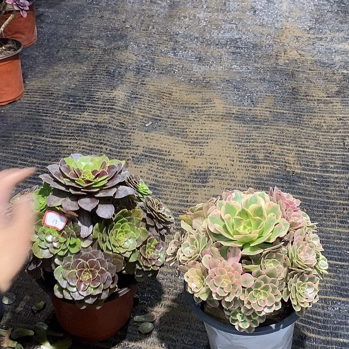 15，2颗多肉法师多肉法师