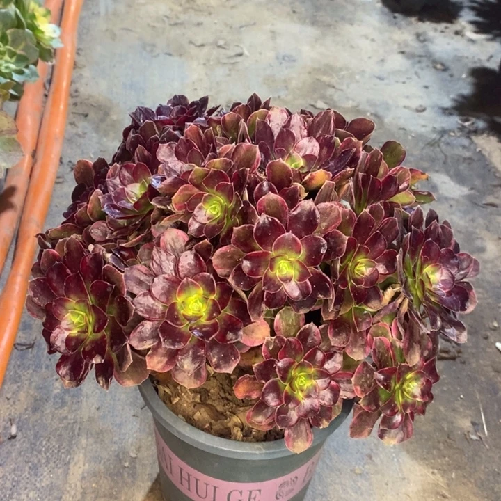 安娜多肉植物35。