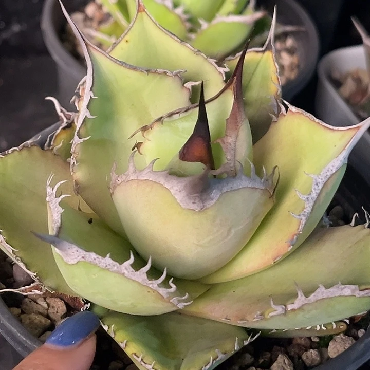 无花朵龙舌兰仁王冠heirao