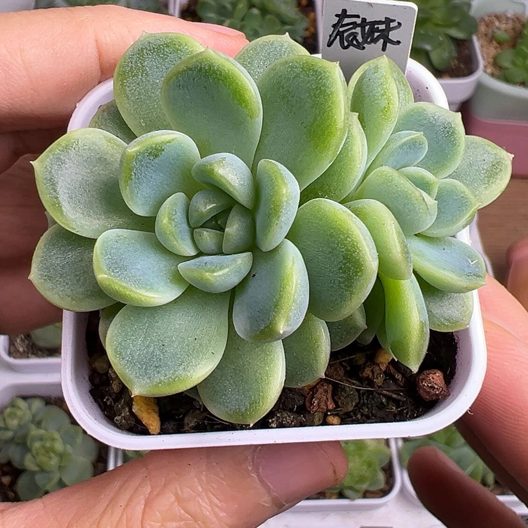 三头财富密码表妹。