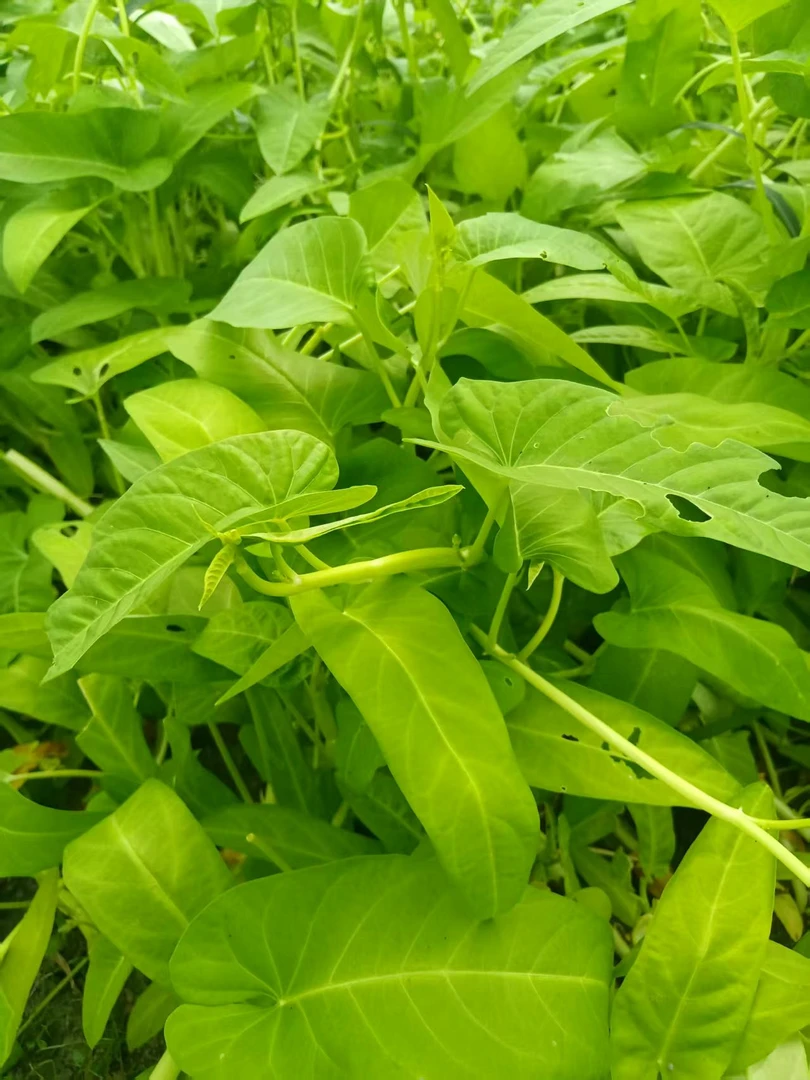 当涂农家肥自种大叶空心菜【顺丰包邮】