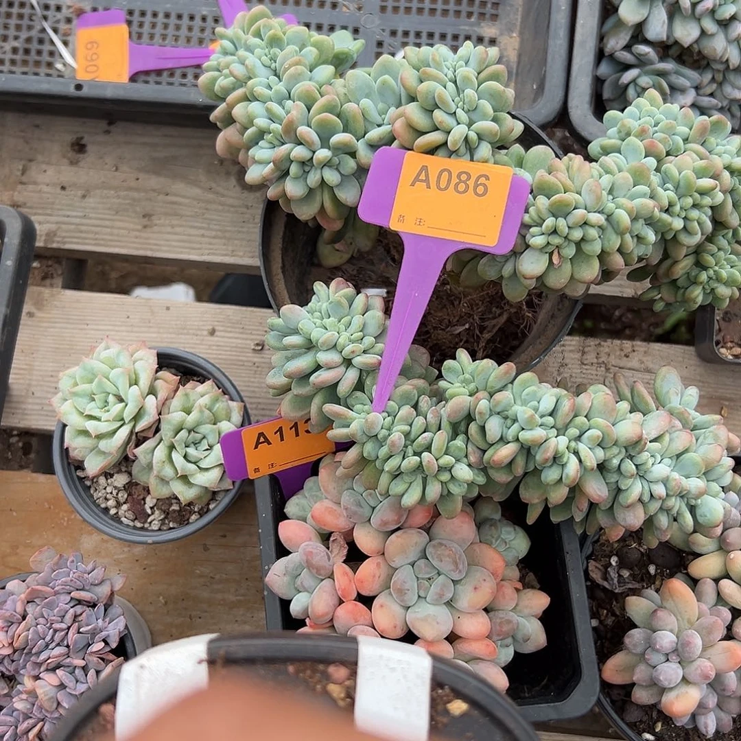 冰***蕾多肉植物一物一拍