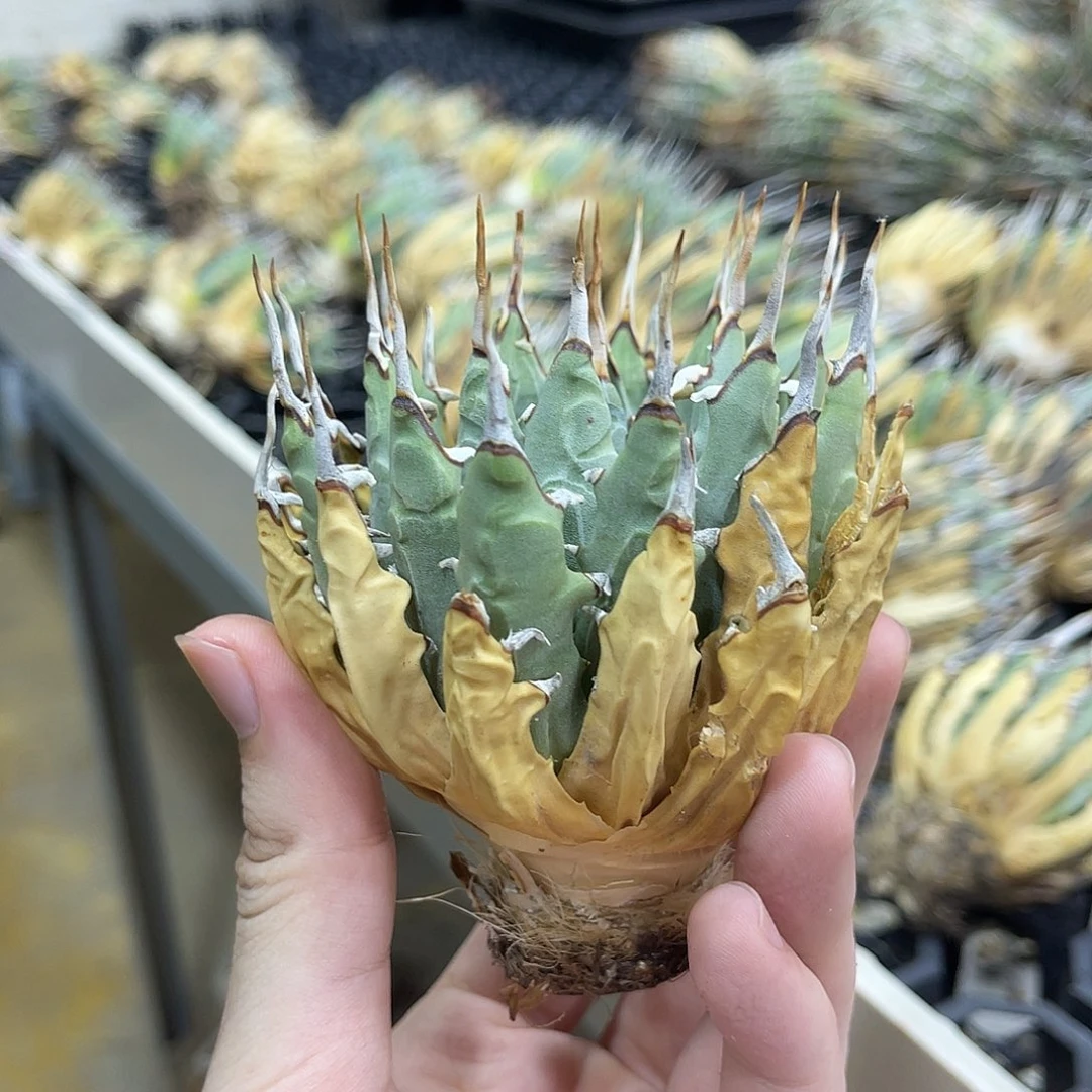 超好手感11111111111