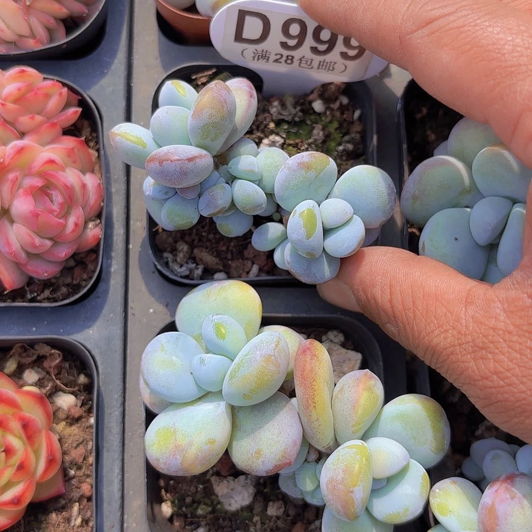 D999雪美人一物一拍