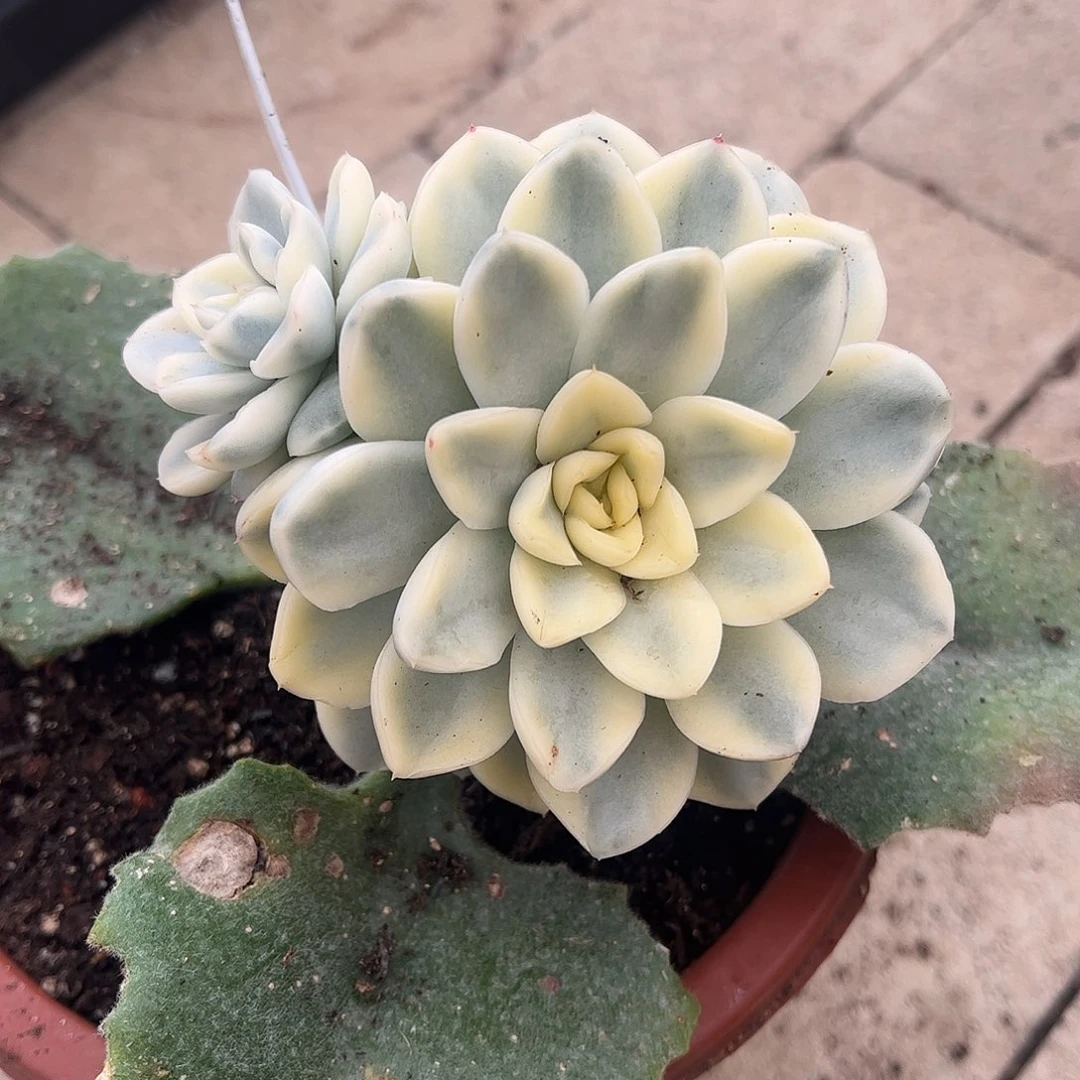 雪鸢锦 五头群身一物一拍