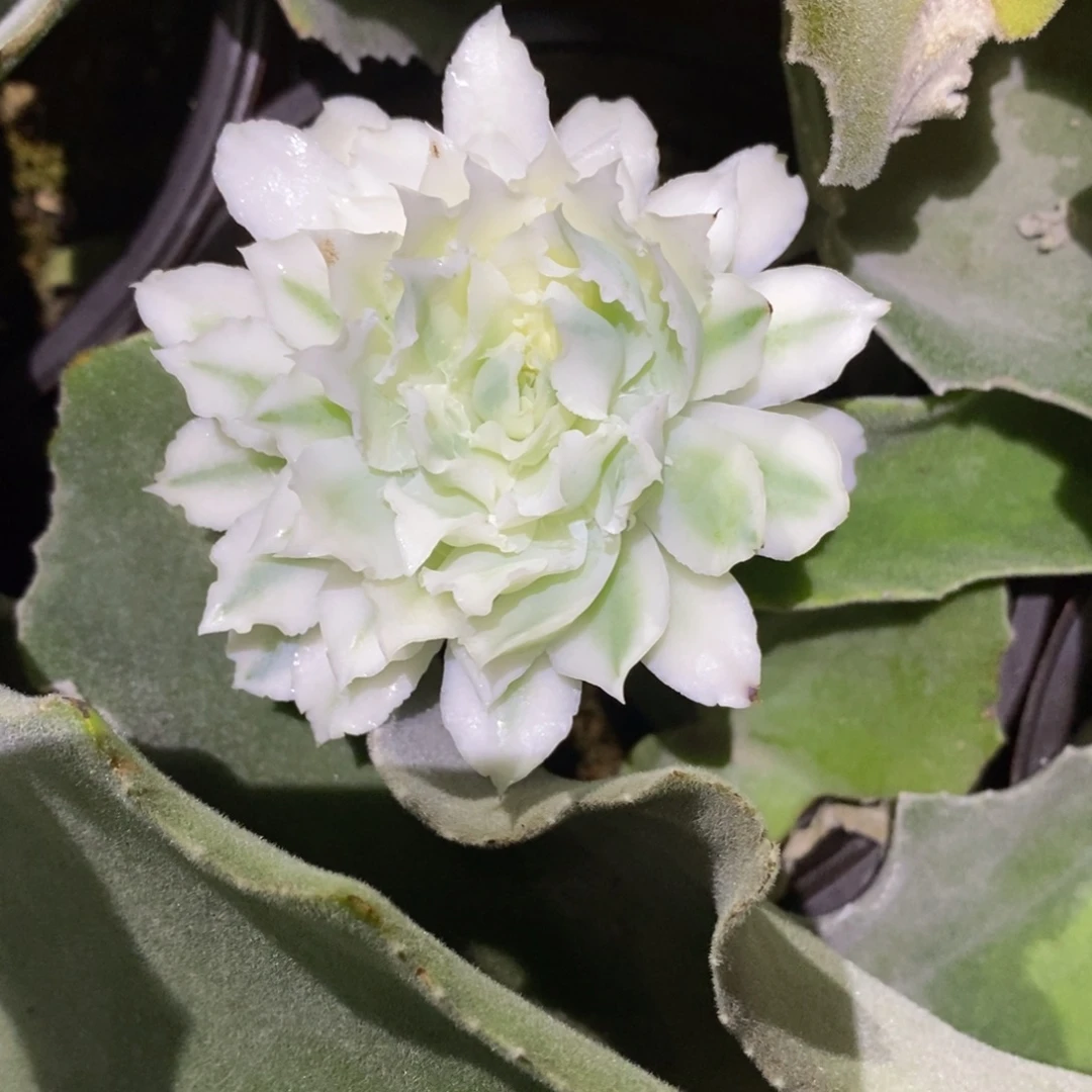 不开花植物蓝丝绒锦