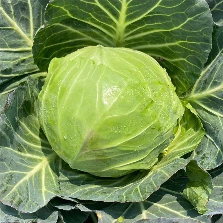 贵州现砍高山铁头包菜当季新鲜农家蔬菜自种卷心菜绿甘蓝圆包心菜