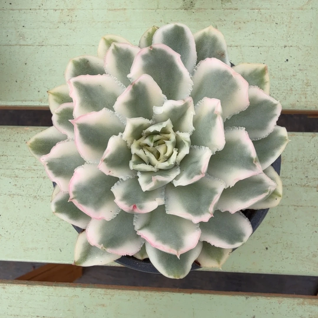 紫蝴蝶锦锦上园艺一物一拍