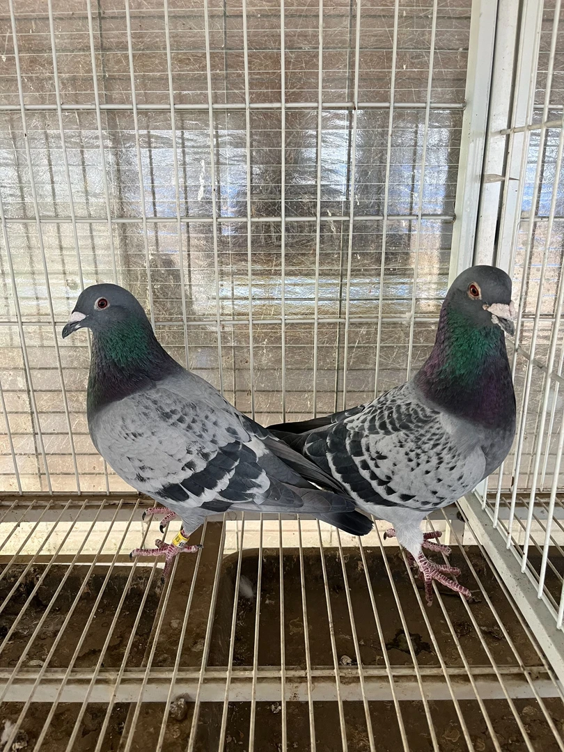 信鸽赛鸽成绩鸽煲汤鸽子生鲜鸽子鲜美