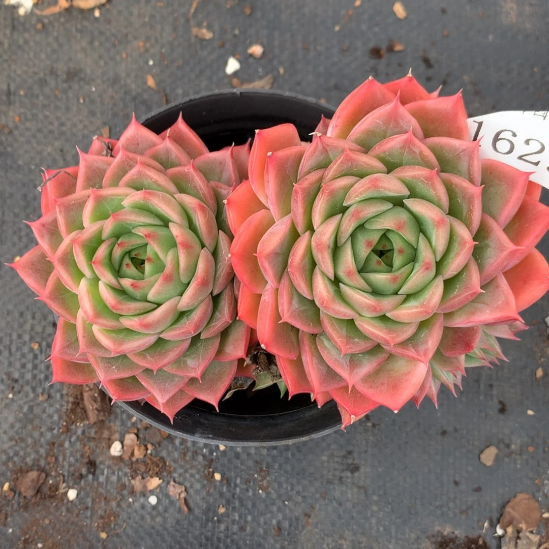 1629不包整散掉头特价