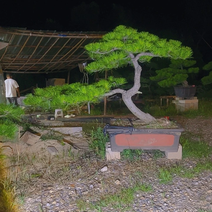 不开花植物黑松盆景庭院盆景
