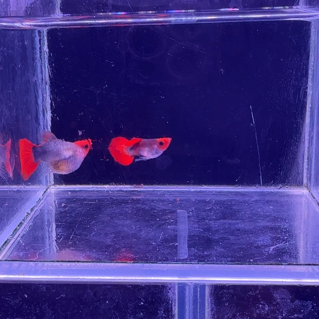 孔雀鱼深海蓝玻璃球1对