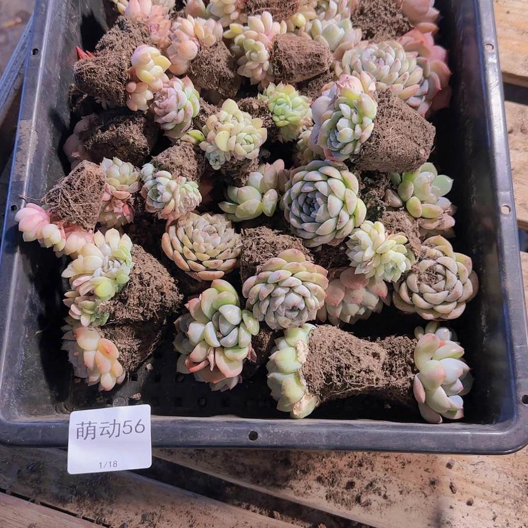 直播一物一拍多肉56