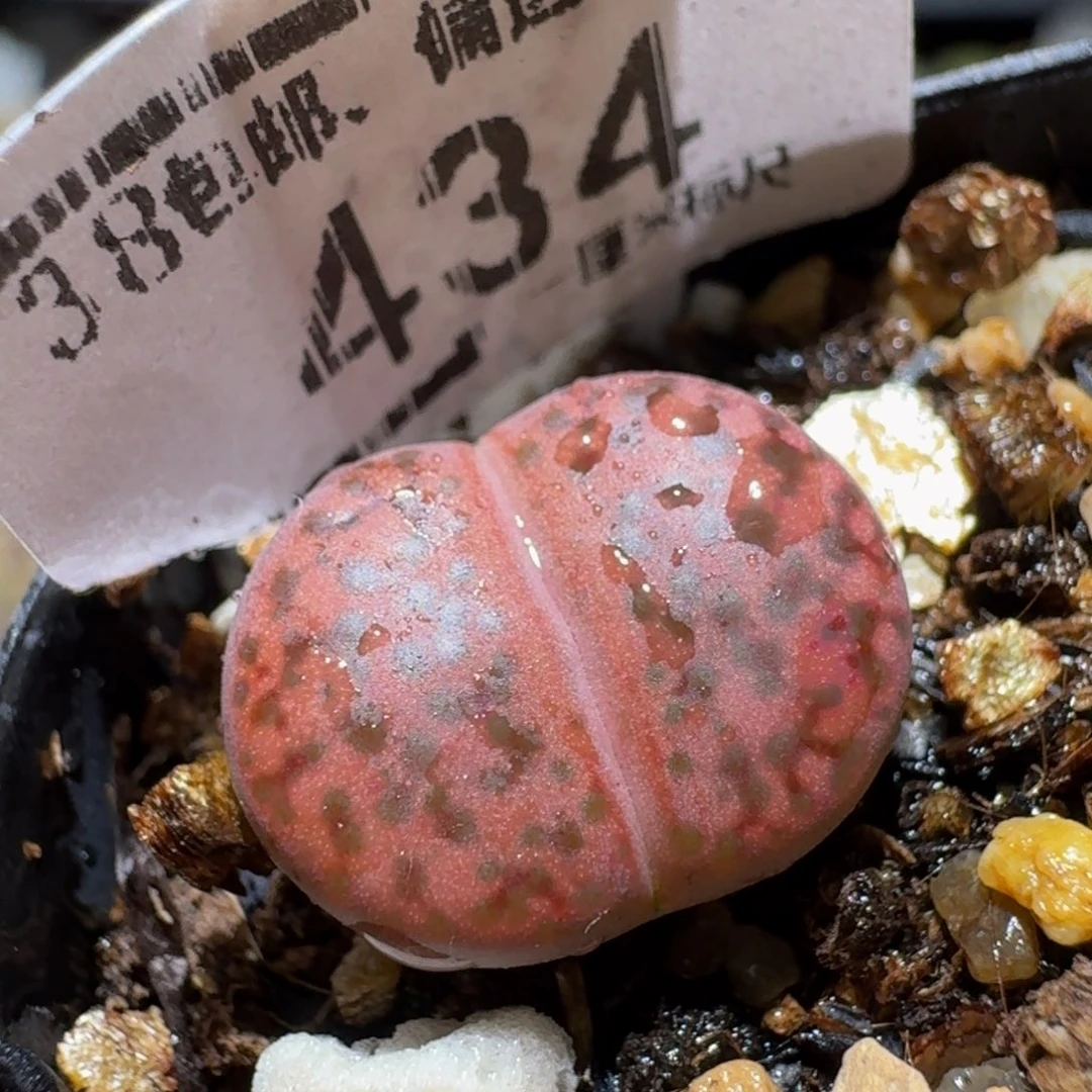 Ssss精品生石花434