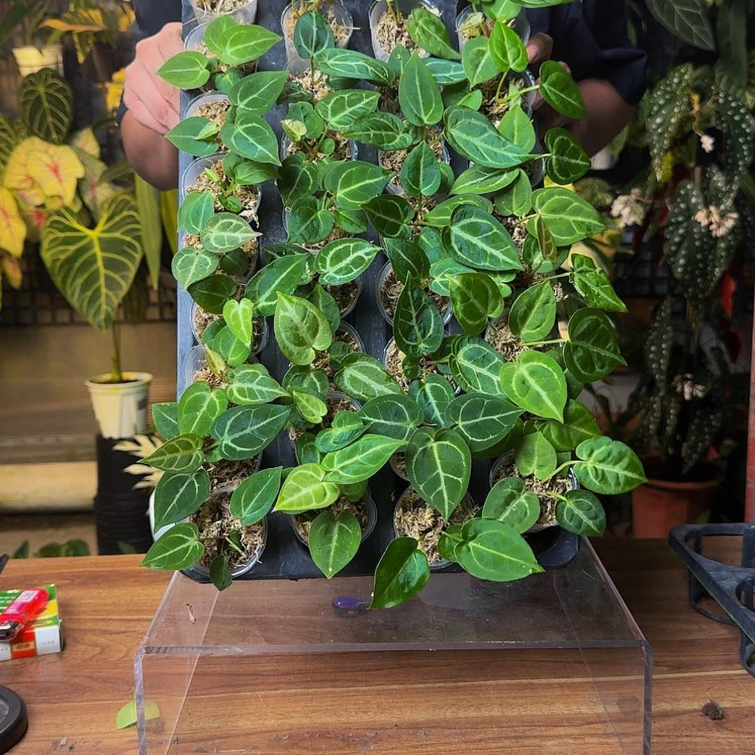 完全开放一物一拍随机花烛，19.9四颗