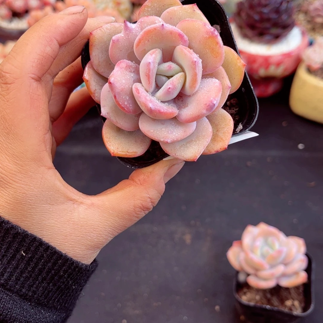 焦****?8370单头奶茶多肉