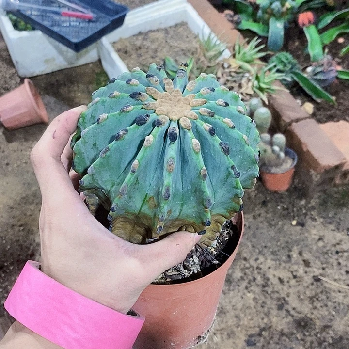 用***19052球一颗111111