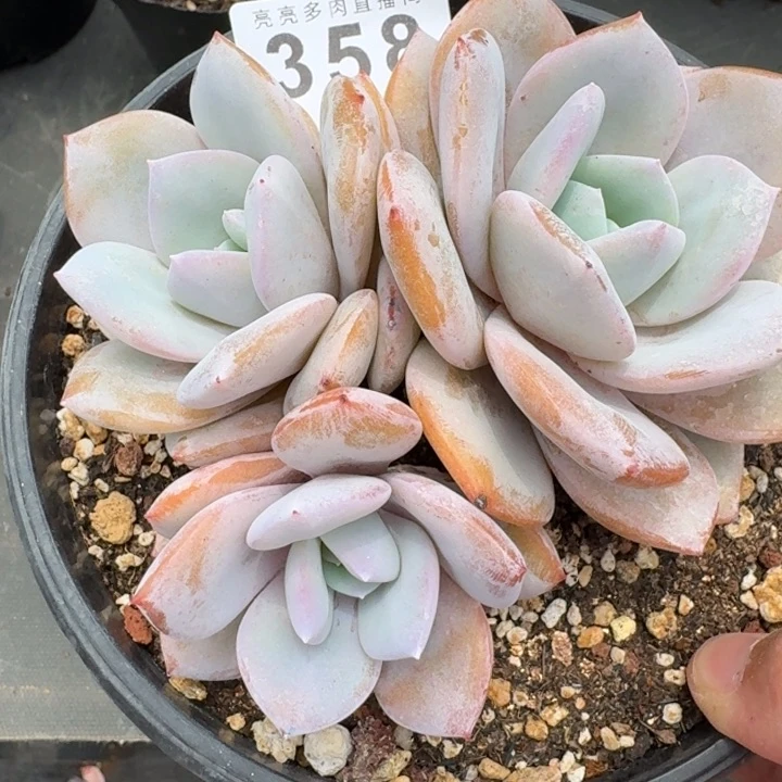 奶茶三头            多肉植物