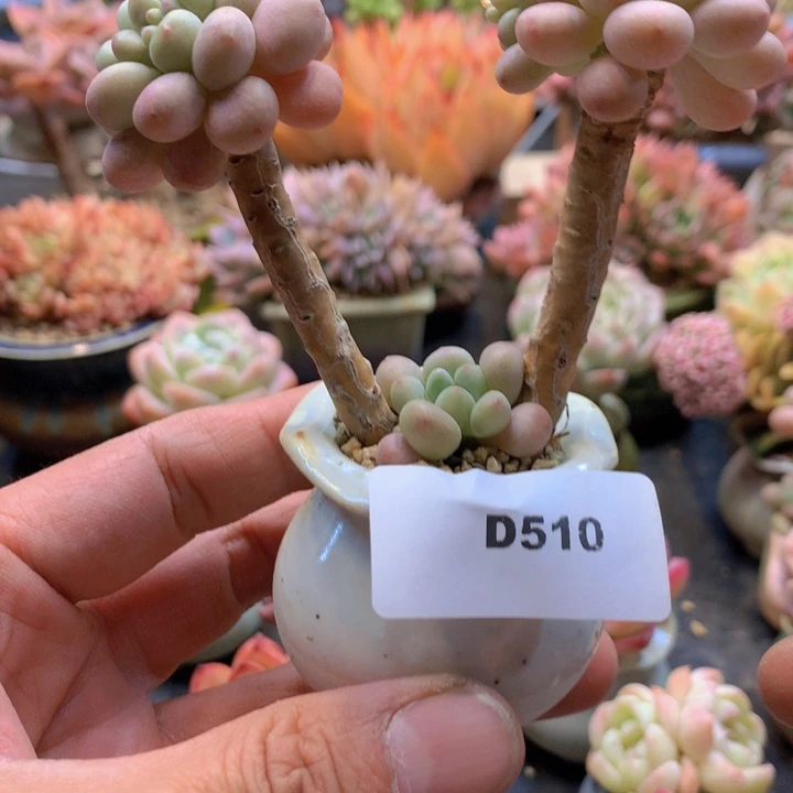 一物一拍含盆土满38包邮D510