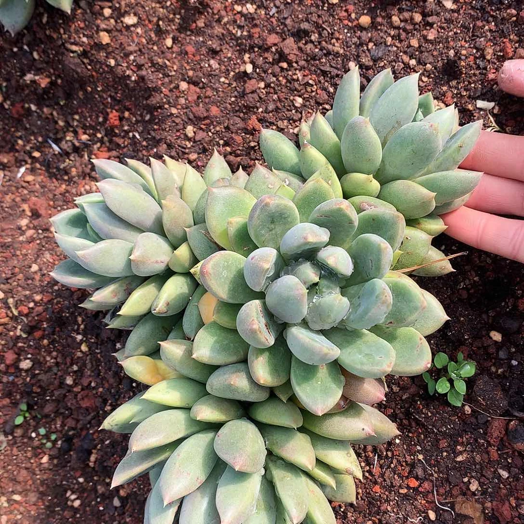 红象牙多肉一物一拍