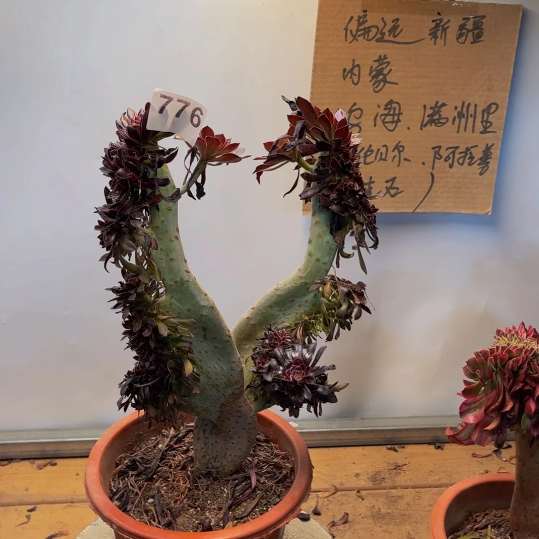 多肉植物黑法师翅膀缀776