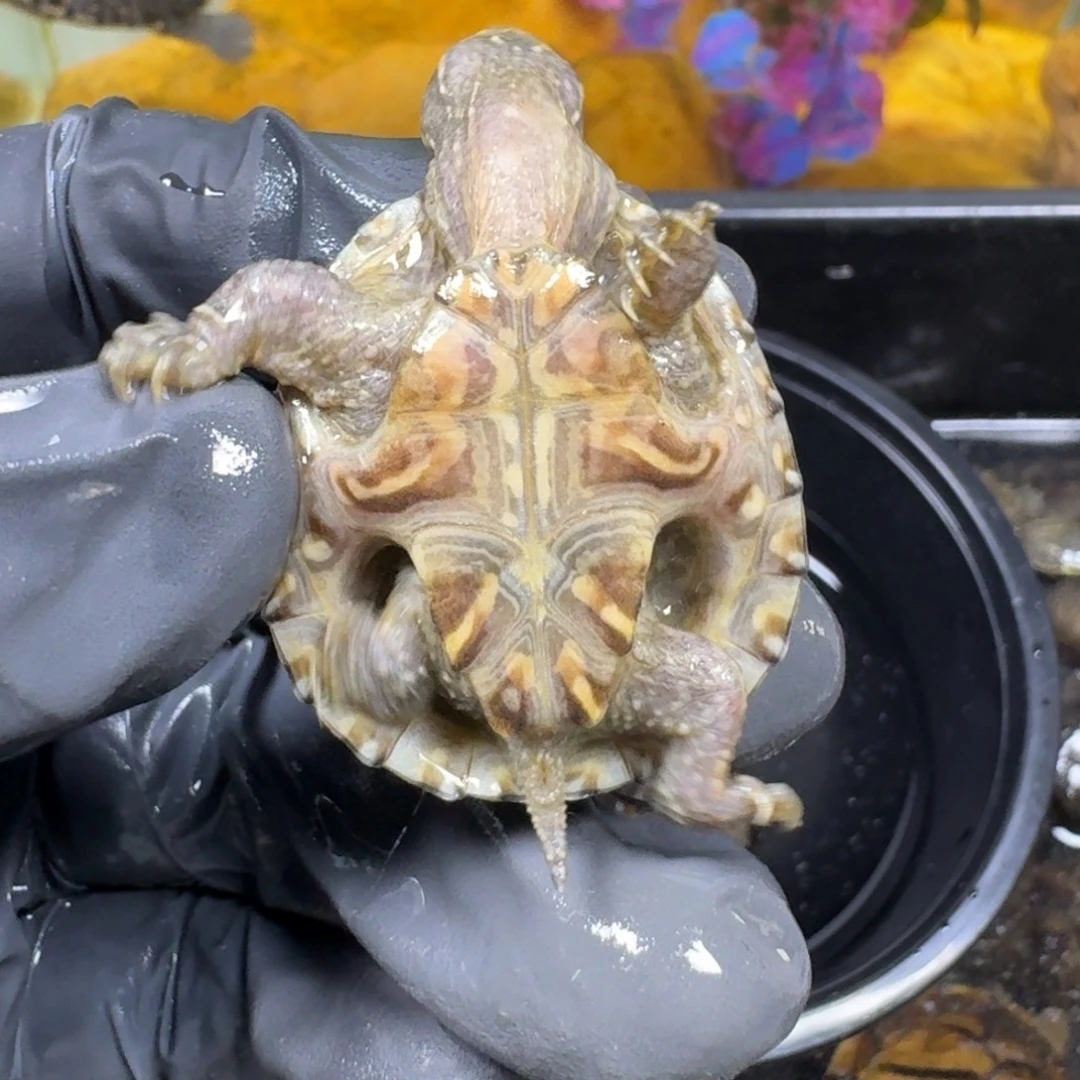 蛋龟不分公母麝香