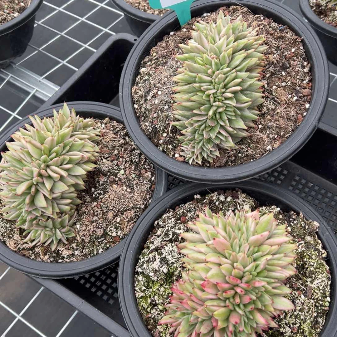 1450量拍 下单邮走