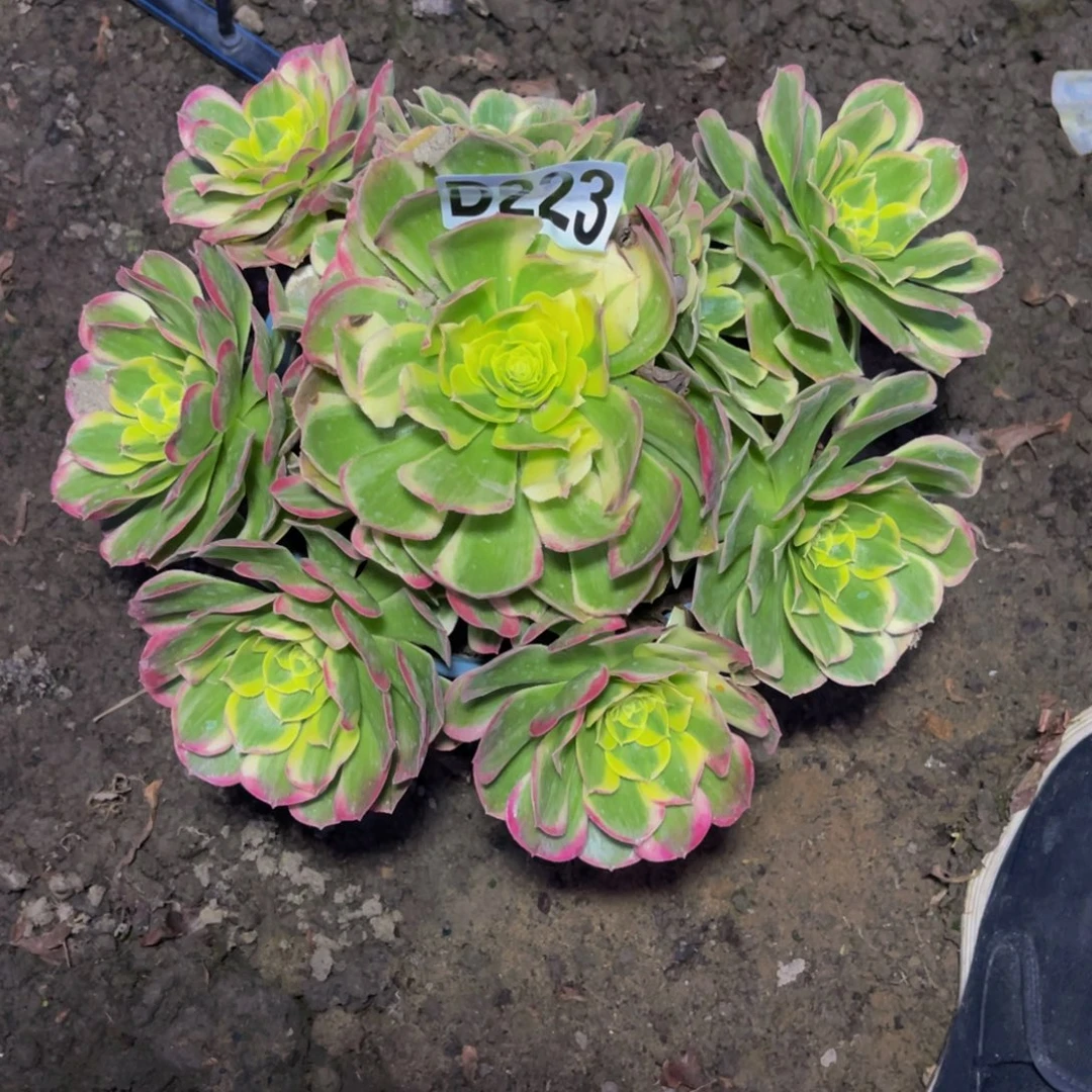 水中月法师26//////14包邮