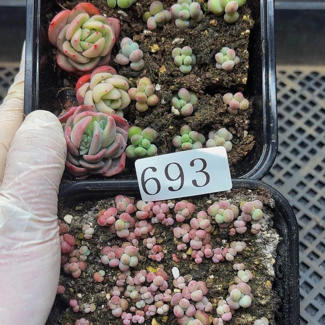 多肉植物多肉植物693