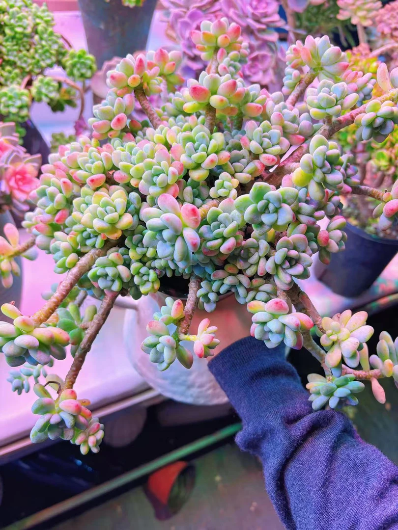 【香香大劳尔】 脱土发 新手好养室内室外 喜乐多肉植物