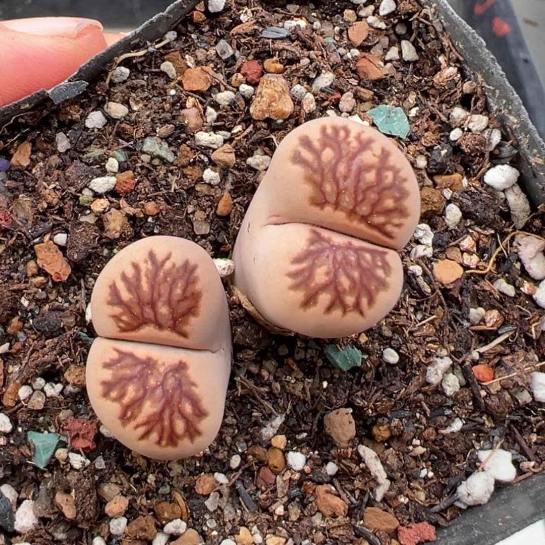 7.3好看的多肉脱土发货614