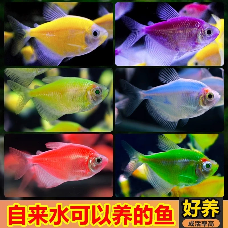 混色天使鱼4条（不包损）