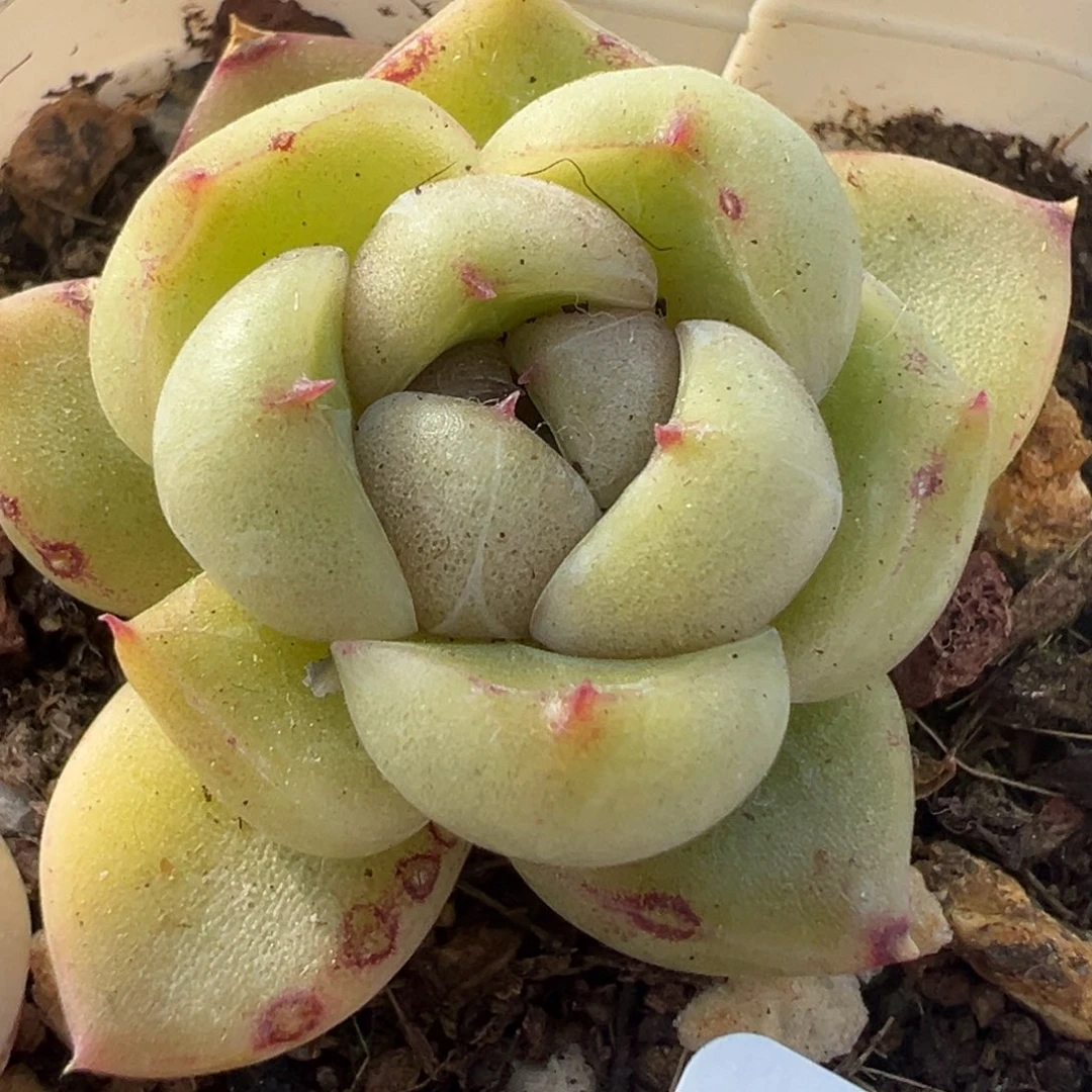 小卡拉米糖心一物一拍5-74